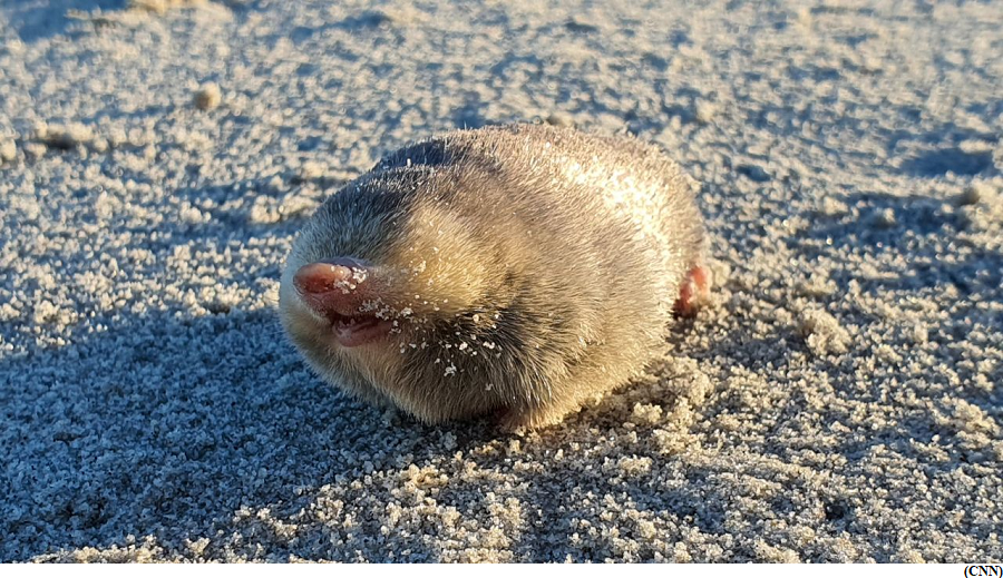 Blind golden mole rediscovered 87 years after extinction (GS Paper 3, Environment)