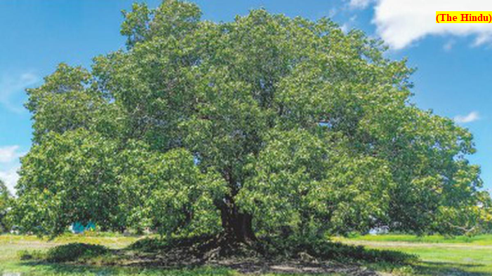 Genes responsible for long lifespan of banyan, peepal trees identified (GS Paper 3, Science and Tech)