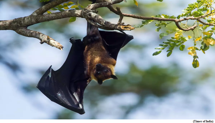 Flying fox bats for vigilance while day-roosting, finds study (GS Paper 3, Environment)